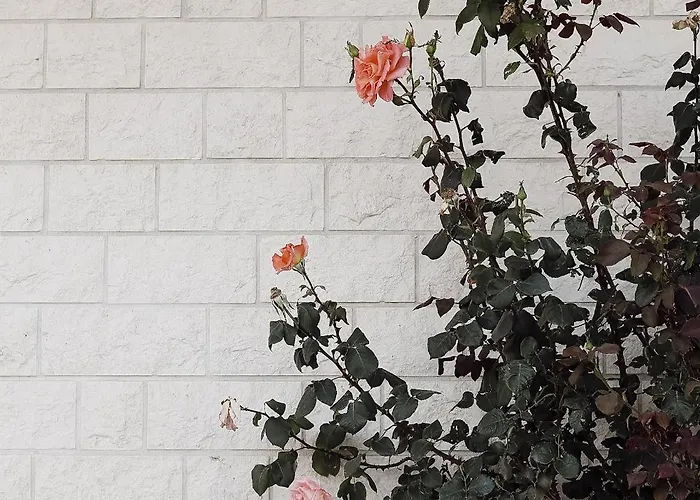 Villa House - Anima Tugare